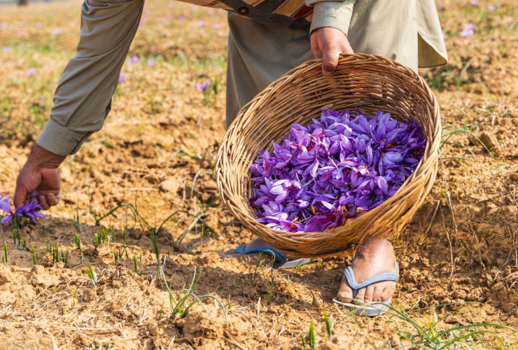 Our Producers in Khorasan